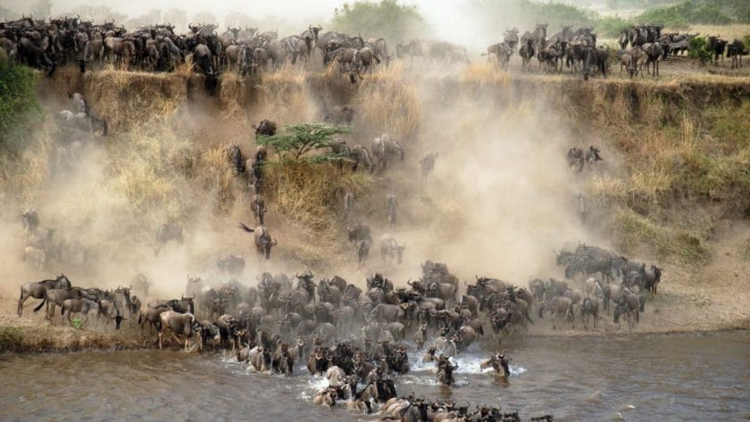 Mara river crossings in East Africa