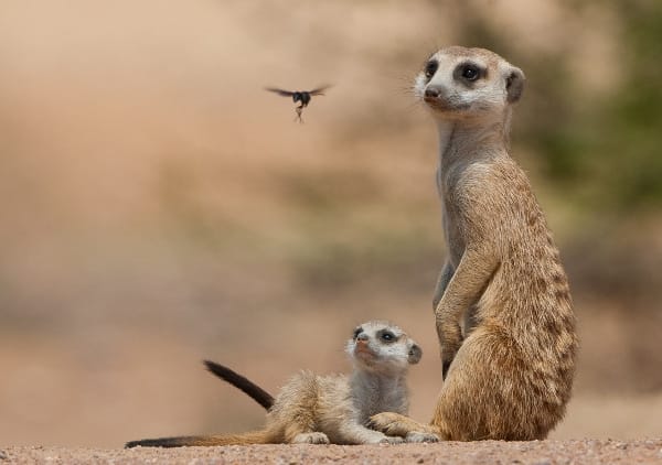 A hornet flies past a pair of meerkats in the Kalahari, Botswana