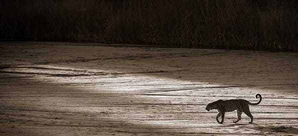 A leopard on a afternoon stalk in South Luangwa, Zambia