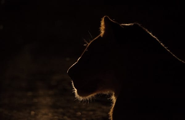 Light outlines the profile of a lioness in the evening