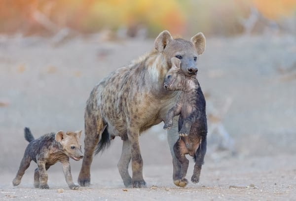 A mother hyena carries her young