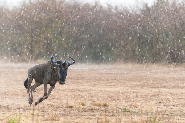 A wildebeest running in the rain