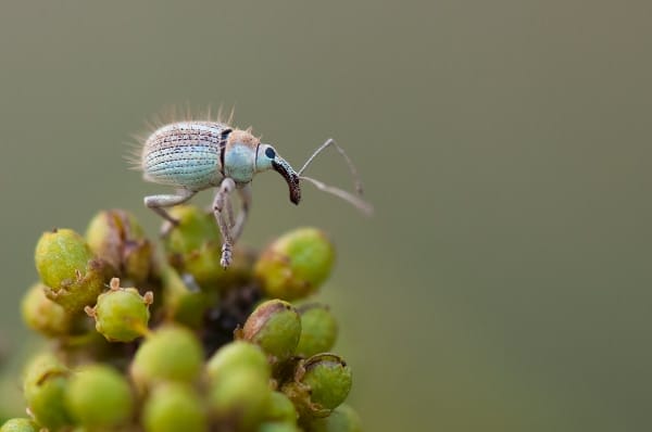 A tiny weevil on a flower
