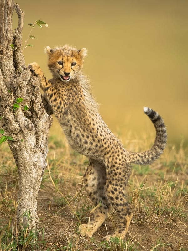 A young cheetah cub investigates its surrounds