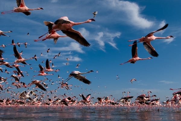 Flamingoes fly over the shores of Lake Nakuru