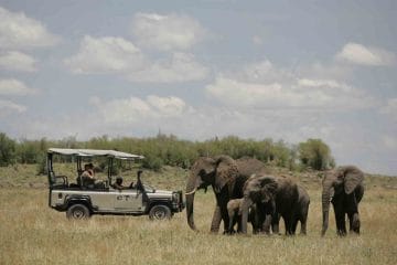 rhino safari africa