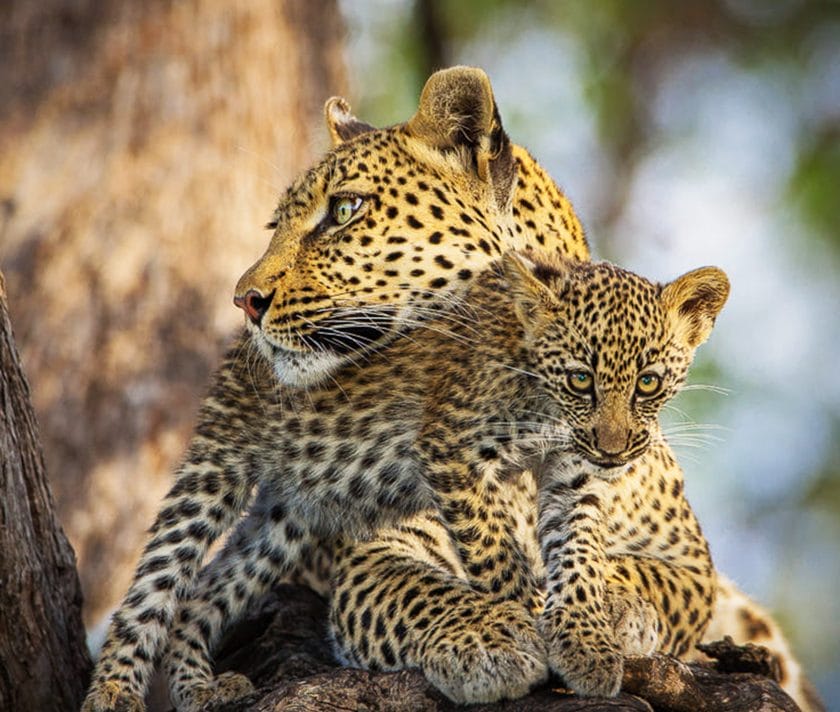 Leopard mother and her cub in Khwai Community Area, Botswana.