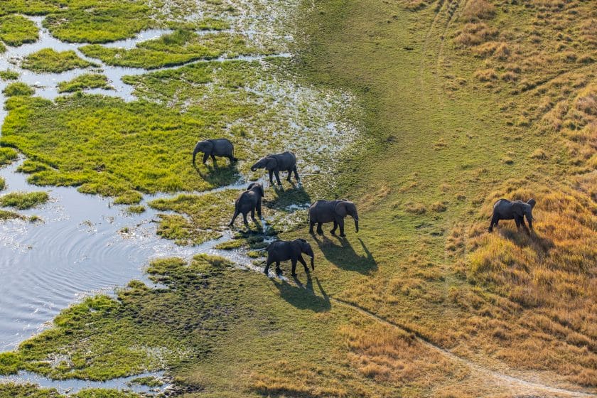 Aerial view of a group of African elephants in Khwai river, Moremi National Park 