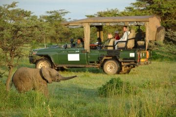 big five animals on safari