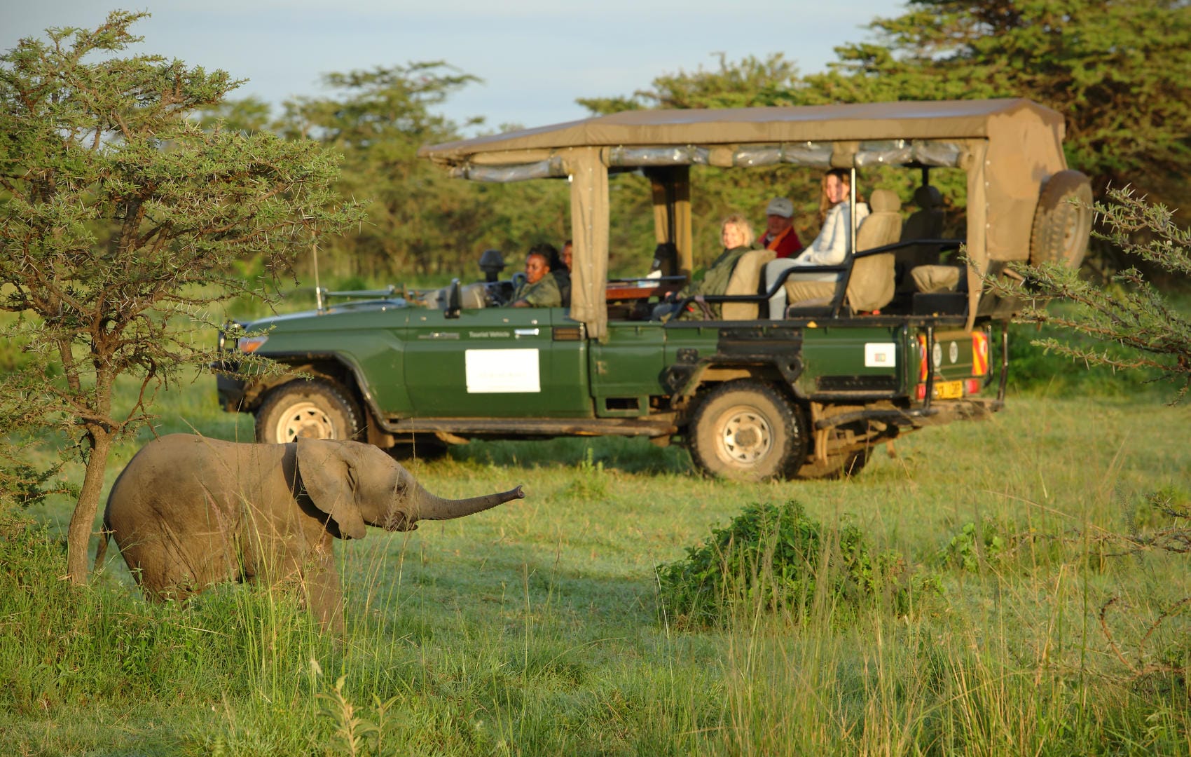 animals attack on safari