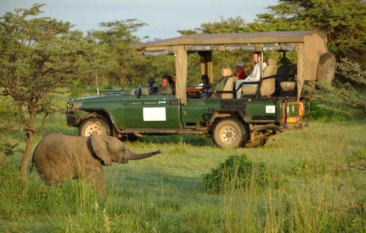Animal Attacks: How to Stay Safe on Safari