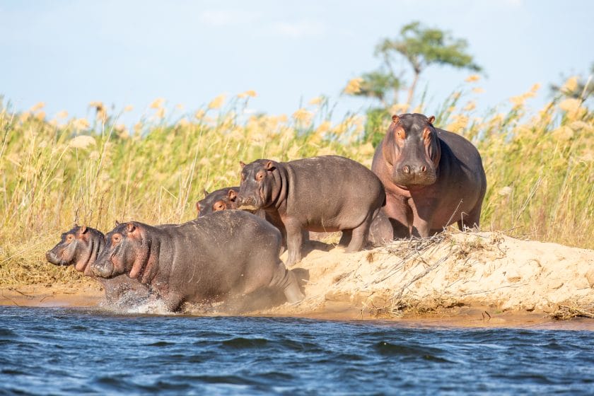Hippo family spotted at Luangwa River, Zambia.