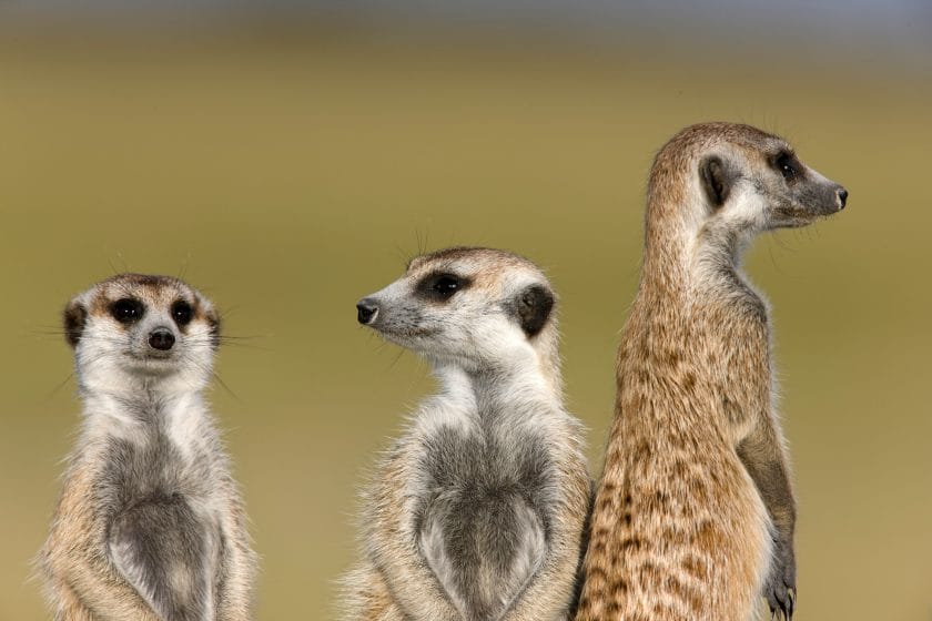 Meerkats in the Kalahari Desert, Botswana.