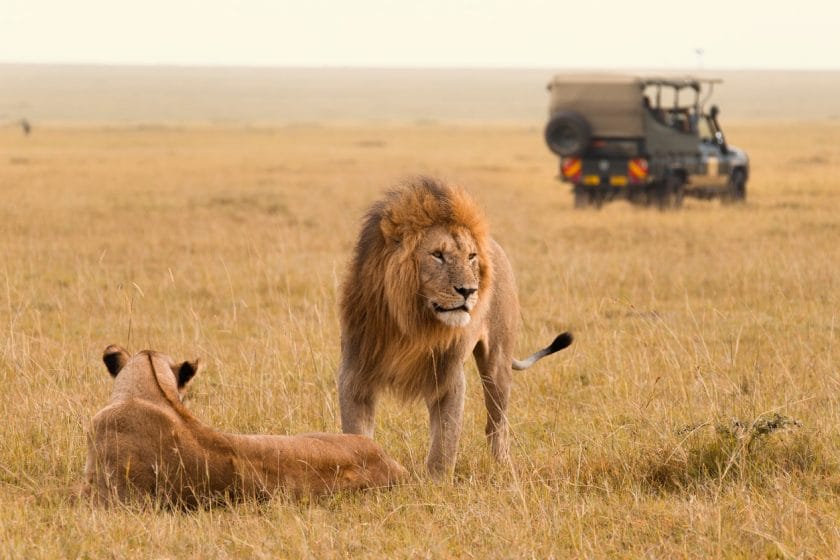 African lion couple and safari jeep in Masai Mara in Kenya.