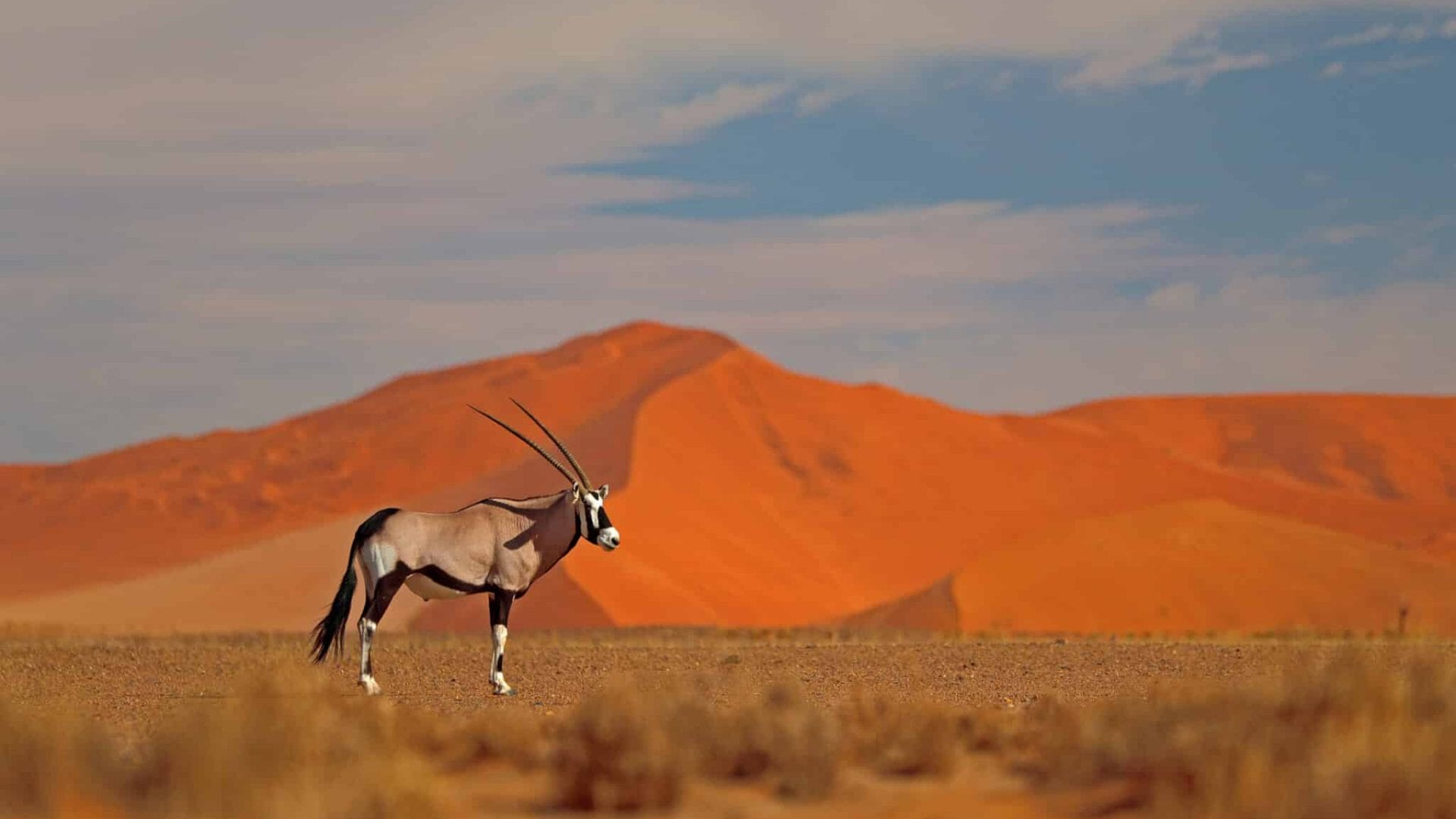 safari in namibia oder kenia