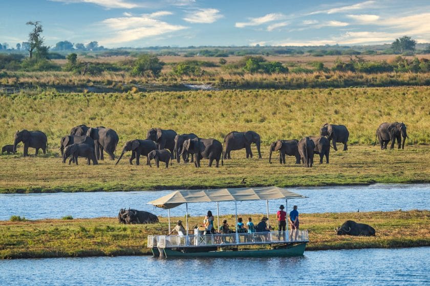 Boat cruise safari observing a two buffalo and herd of elephant in Chobe National Park, Botswana.