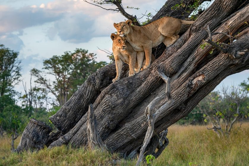 A female lion (Panthera leo) with her juvenile son resting in a tree. Moremi Game Reserve, Okavango Delta, Botswana. Wildlife Shot.