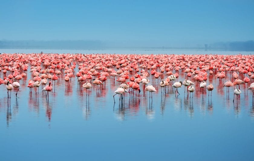 Flock of flamingos in Lake Nakuru, Kenya.