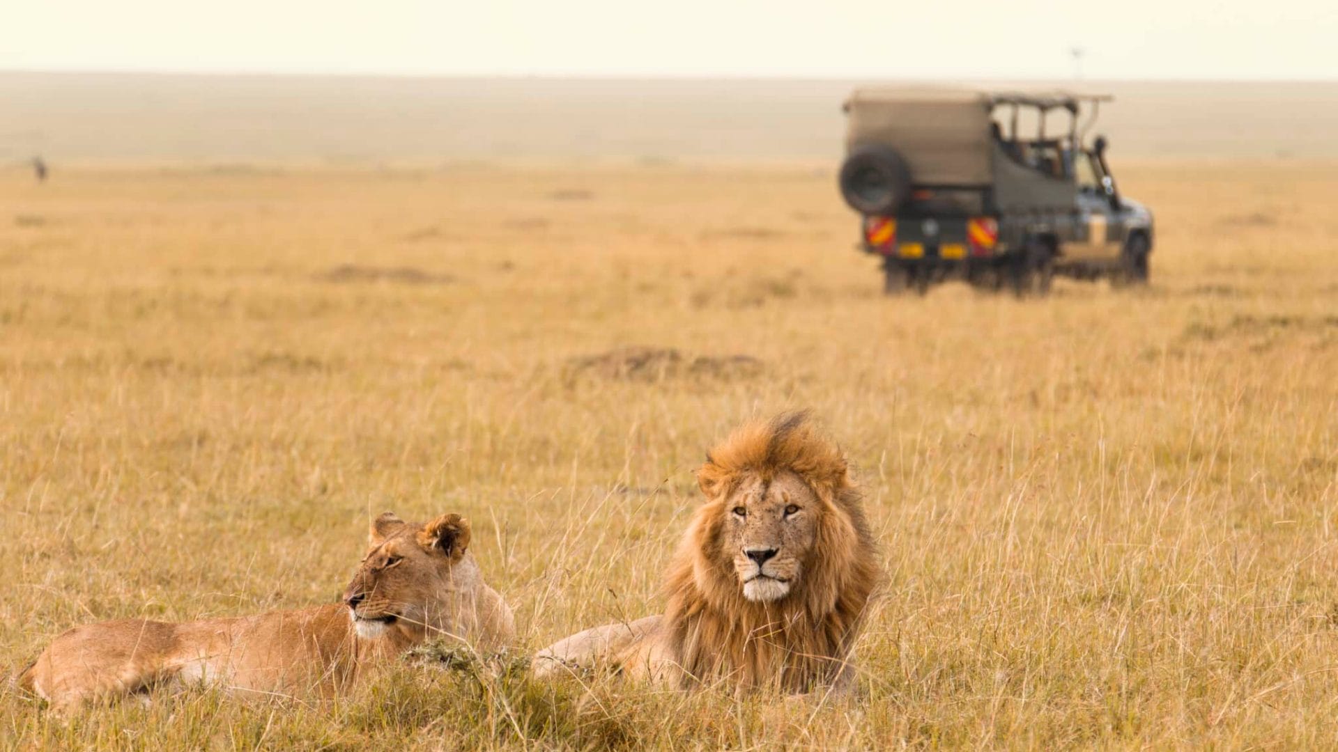 lion safari kahan hai