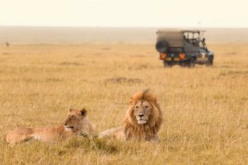 Lion and lioness with a safari vehicle in the background in Masai Mara, Kenya.