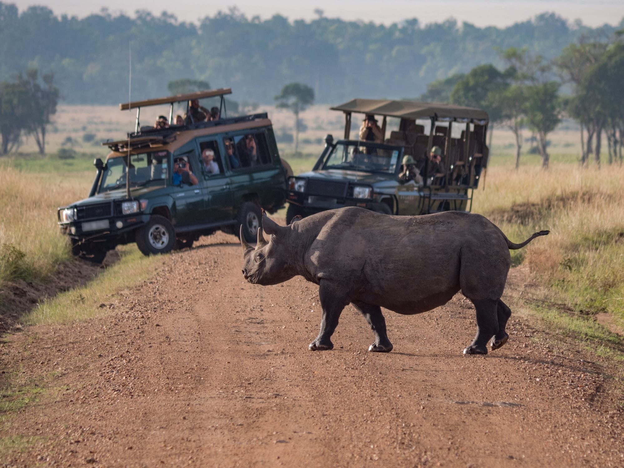 Rhino Safaris in Africa | Packages & Itineraries | Discover Africa Safaris