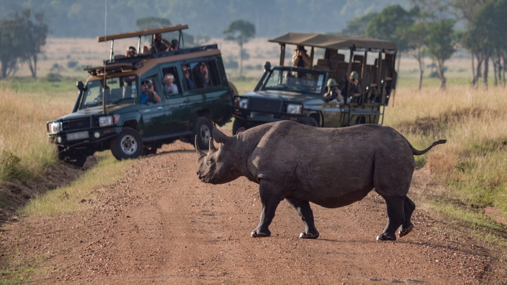 Rhino Safaris in Africa | Packages & Itineraries | Discover Africa Safaris