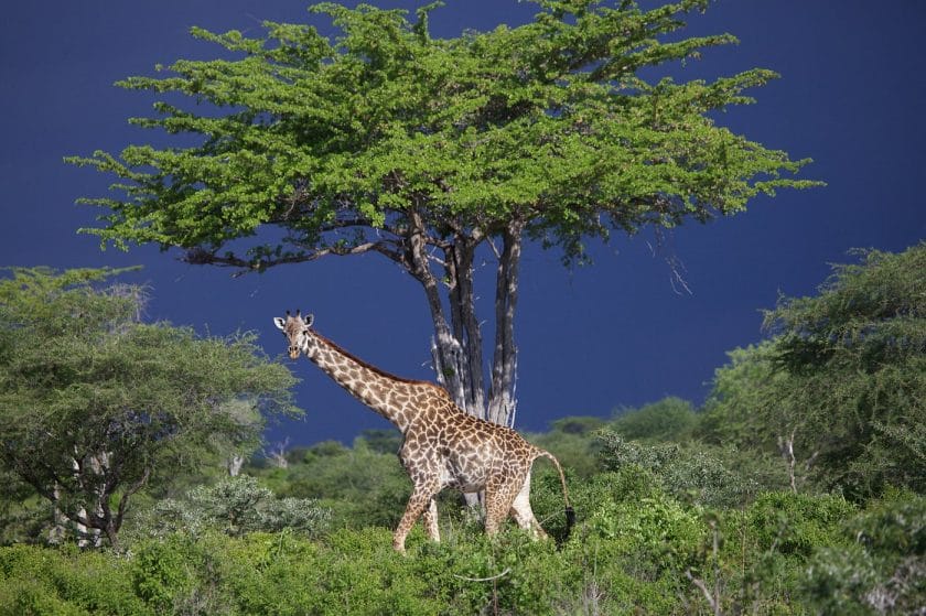 Giraffe in Katavi National Park, Tanzania | Photo credit: Katavi Wildlife Camp