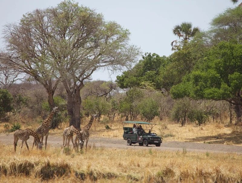 Giraffes on a game drive in Katavi National Park, Tanzania | Photo credit: Katavi Wildlife Camp