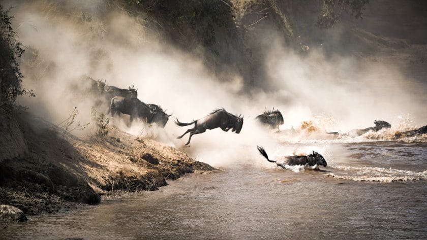 Wildebeest crossing the Mara river during the annual Great Migration, Kenya.