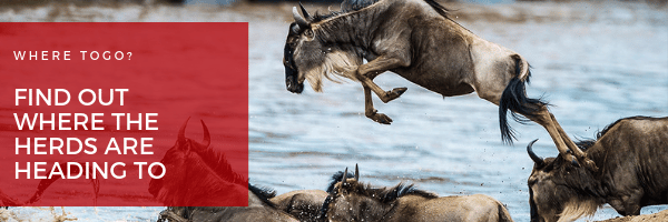 Meet HerdTracker – Our Great Wildebeest Migration prediction tool
