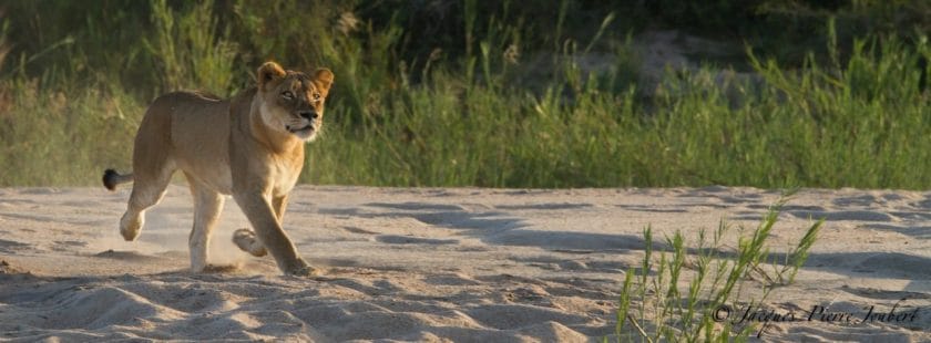 Remarkable Clash Between Lion and Wild Dog Brings Onlookers to Tears