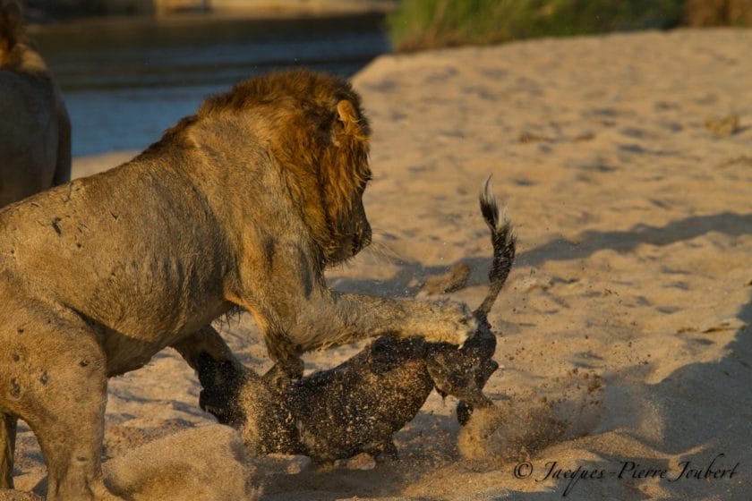 Remarkable Clash Between Lion and Wild Dog Brings Onlookers to Tears