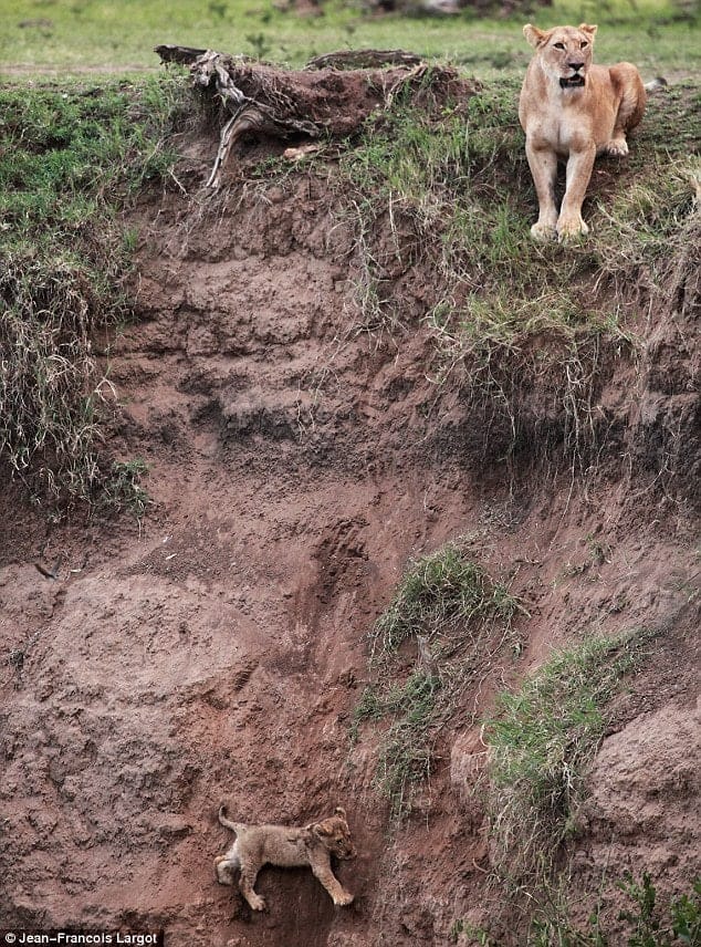 Lion cub falls off cliff, what happens next is amazing