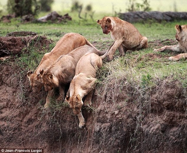 Lion cub falls off cliff, what happens next is amazing