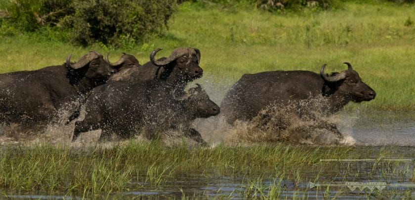 Botswana’s Okavango Delta finally becomes a World Heritage Site