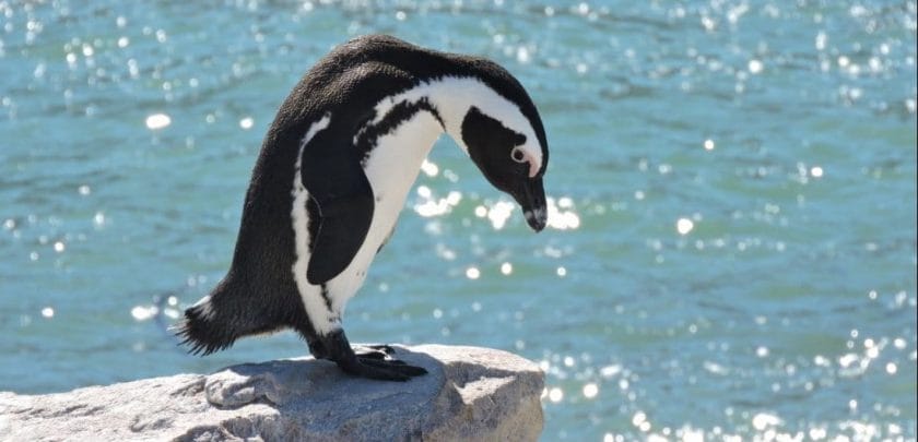 African penguin at Stoney Point penguin colony in Betts Bay
