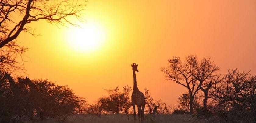 5 reasons why you should go on a Zambia safari