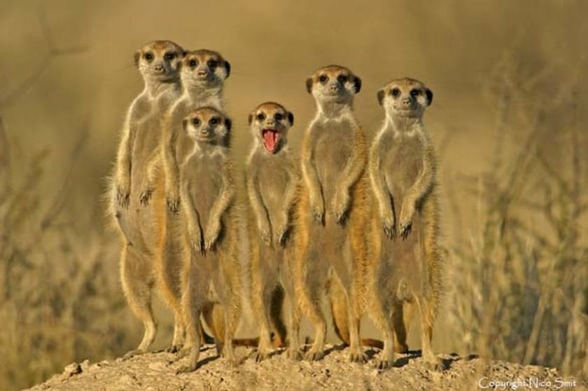 Family of meerkats in Central Kalahari Game Reserve, Botswana.