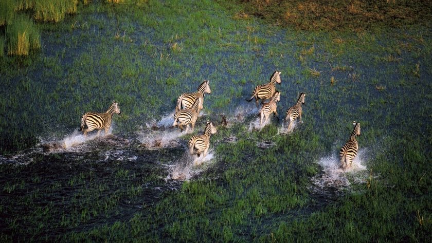 Zebras galloping in the marshlands of the Okavango Delta, Botswana.