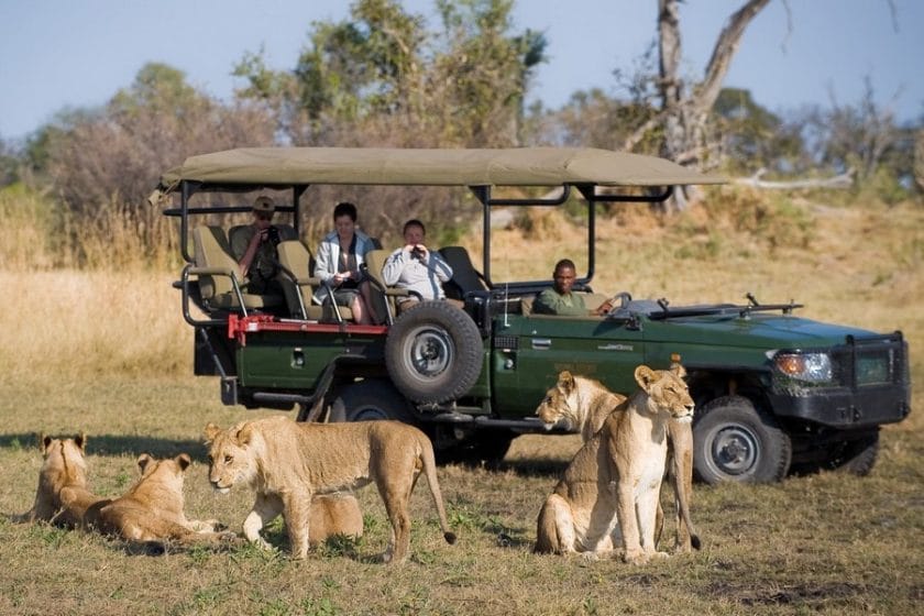 Tourists observing lions from a safari vehicle, Botswana.