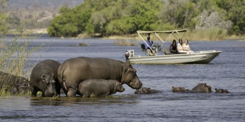 Hippos being observed by a boat safari, Botswana.