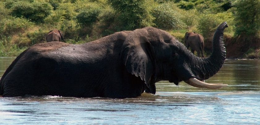 5 reasons to experience a Zambia safari