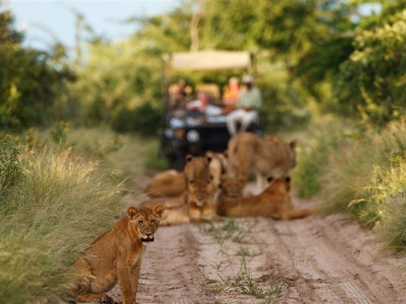 Lions in Central Kalahari Game Reserve, Botswana.
