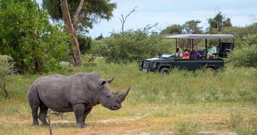Rhino being observed by tourists in a safari vehicle, Moremi Game Reserve.