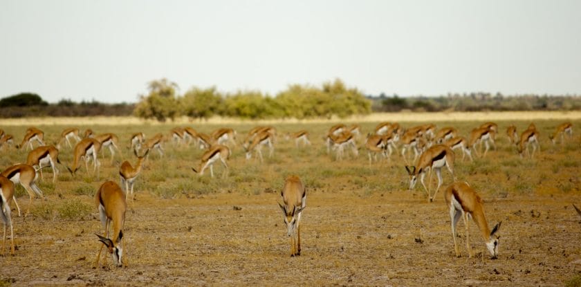 Herd of springbok in Central Kalahari Game Reserve, Botswana.