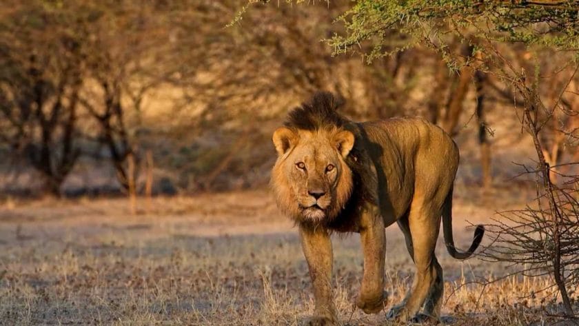 Lion in Central Kalahari Game Reserve, Botswana.