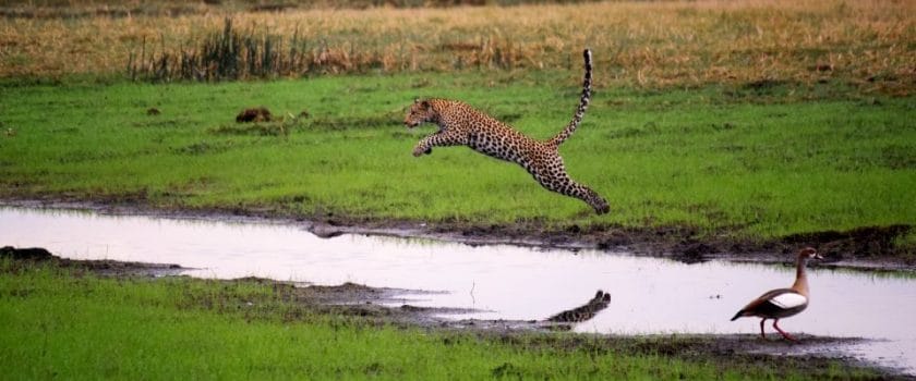 Leopard leaping across water, Botswana.