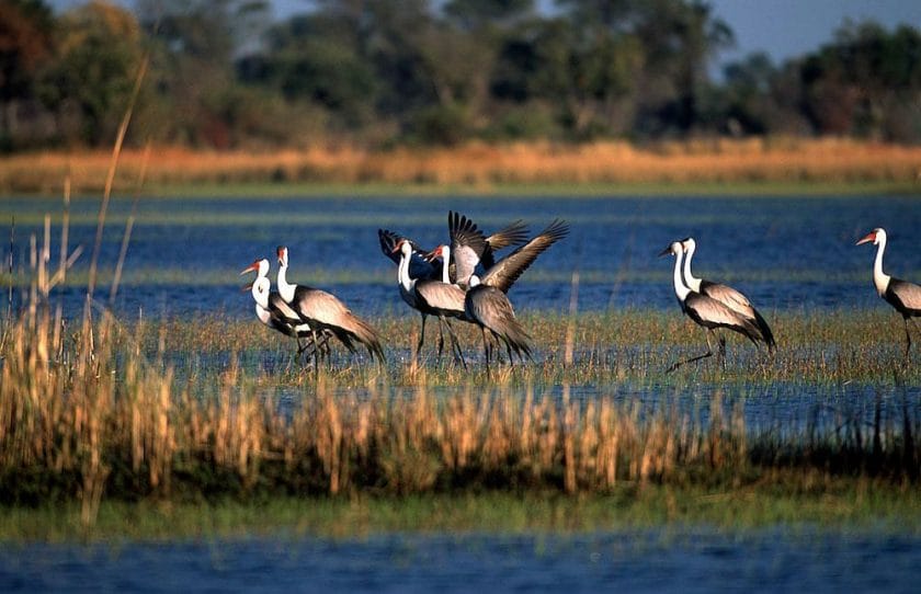 Birdlife in Botswana.