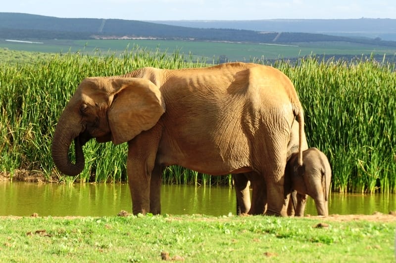 Elephants in South Africa.