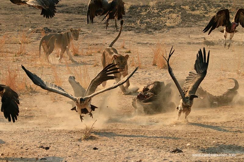 Five remote places to see game in Africa